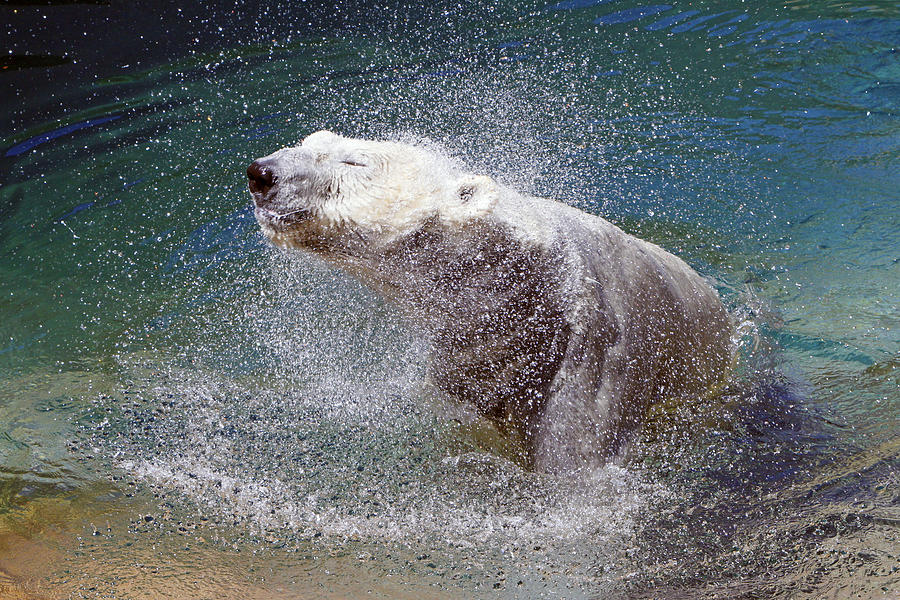 Wet Polar Bear Photograph by Shoal Hollingsworth