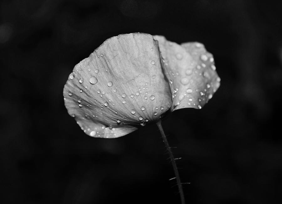 Wet Poppy  Photograph by Heather L Wright