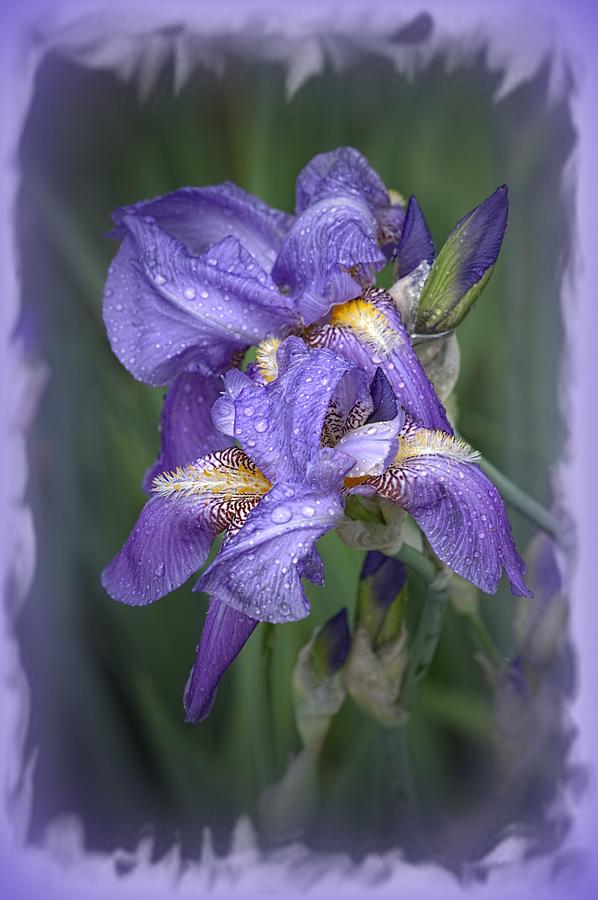 Wet Purple Photograph by Bonfire Photography