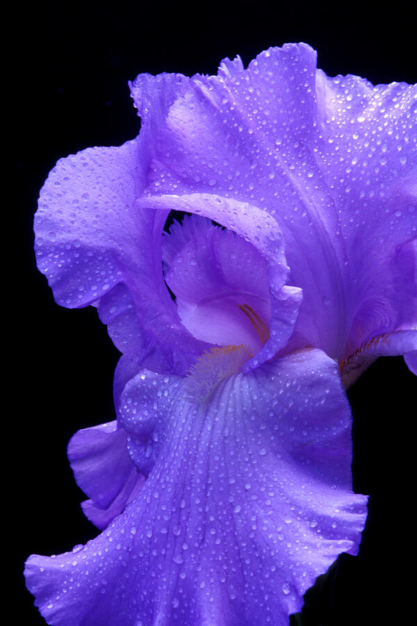 Wet Purple Photograph by Paul W Faust -  Impressions of Light