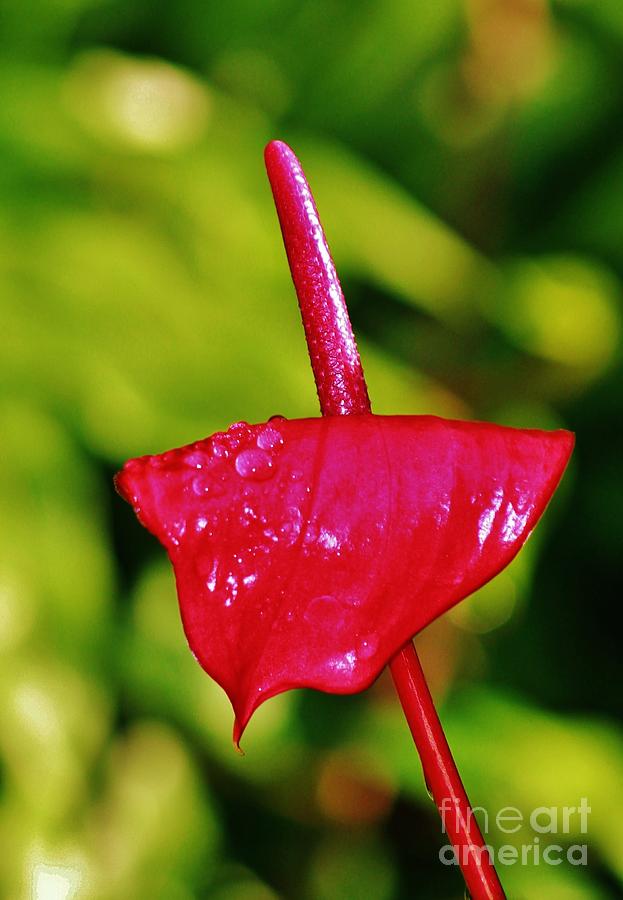 Wet Red Anthurium Photograph by Craig Wood