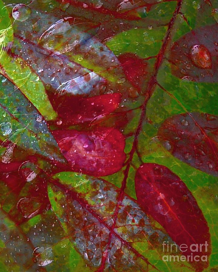 Wet Red Leaves - Waterdrops Series Photograph by Patricia Strand