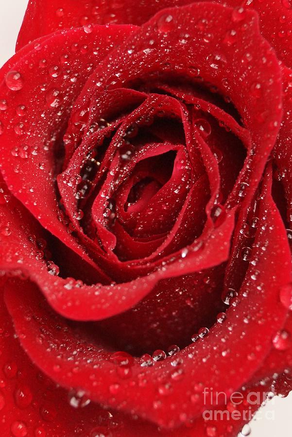 Wet Red Rose Photograph by Kerri Mortenson