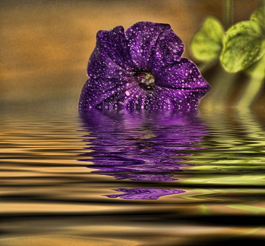 Flowers Still Life Photograph - Wet Reflection by Rick Friedle