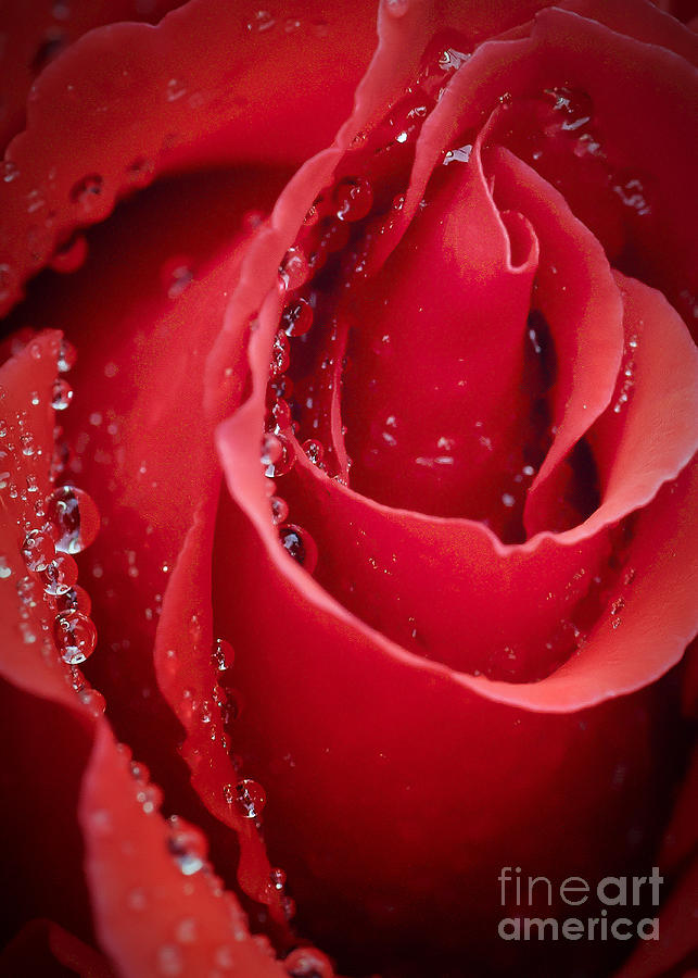 Wet Rose in Mexico Photograph by Barry Weiss