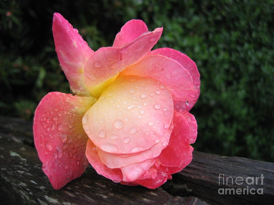 Wet Rose Photograph by James B Toy