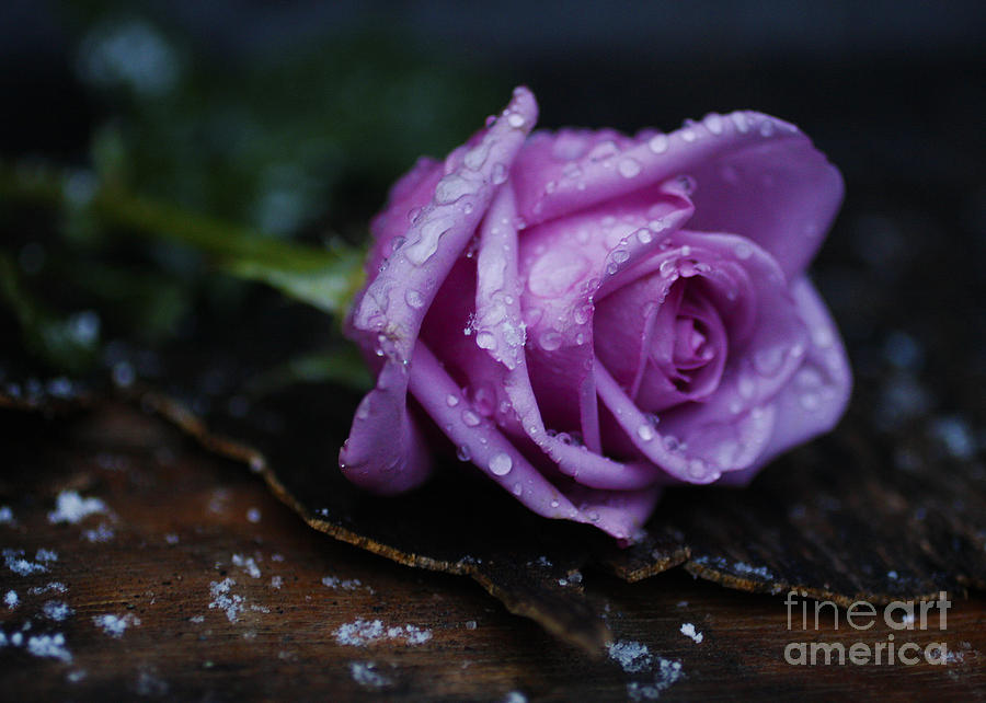 Wet Rose Photograph by Jonathan Welch