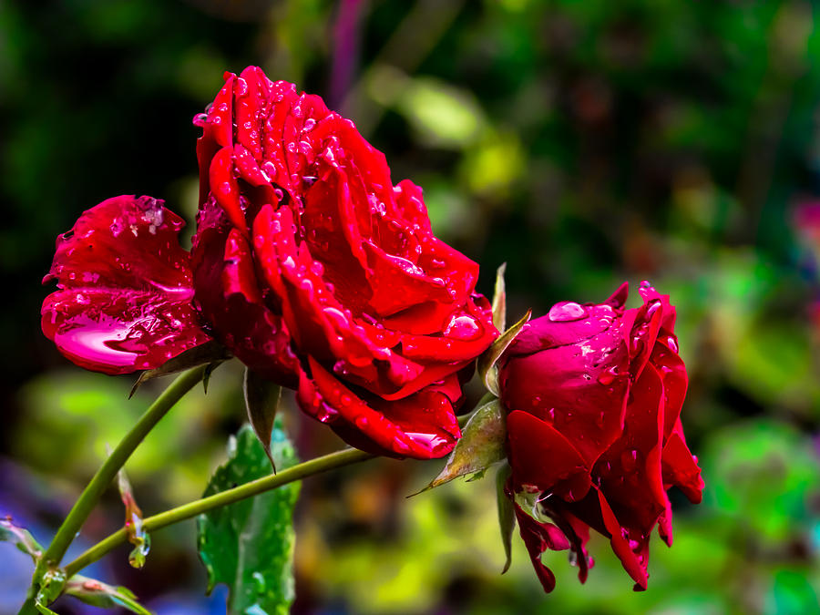 Wet rose Photograph by Leif Sohlman