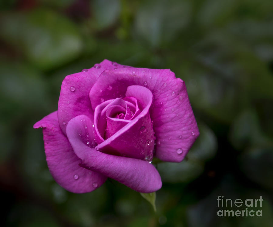 Rose Photograph - Wet Rose by Michael Waters