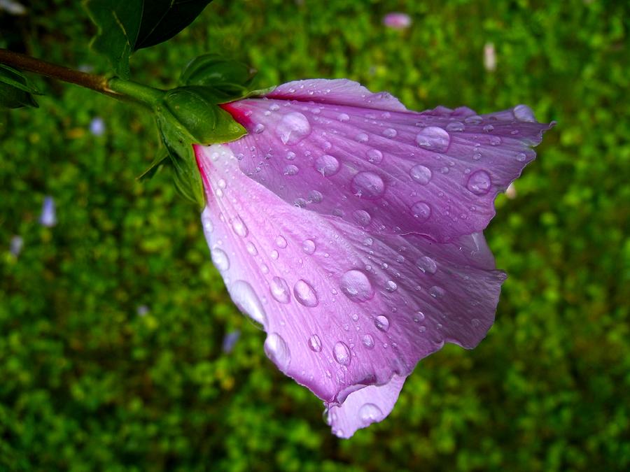 Flowers Still Life Photograph - Wet Rose of Sharon 2 by Mark Malitz