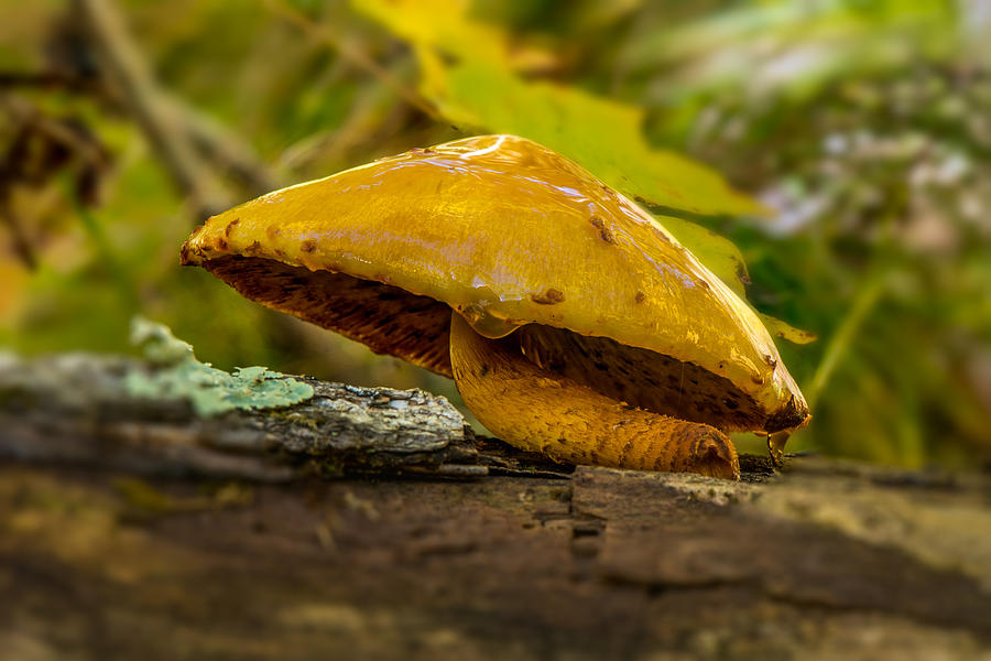 Mushroom Photograph - Wet Shroom by Paul Freidlund