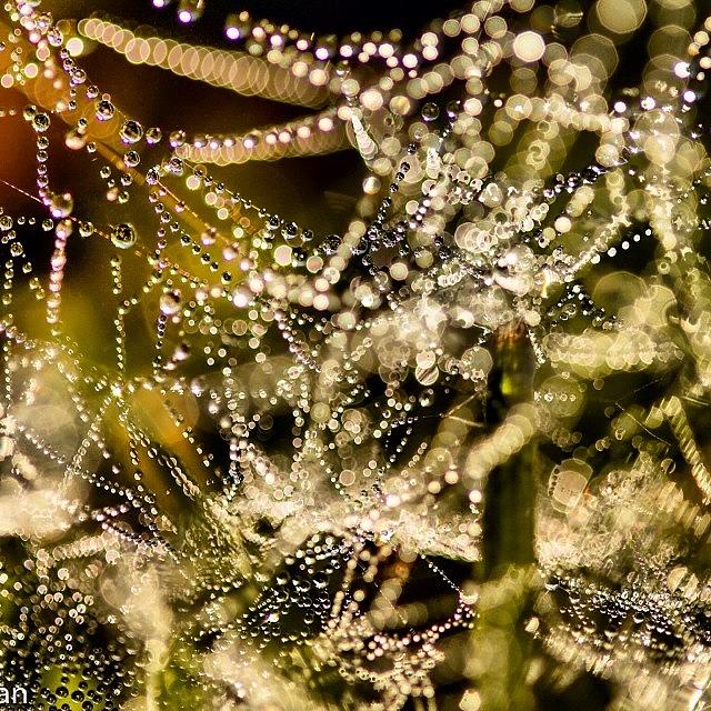 Macro Photograph - Wet Spider Web #macro #bokeh by Tyler Dillman
