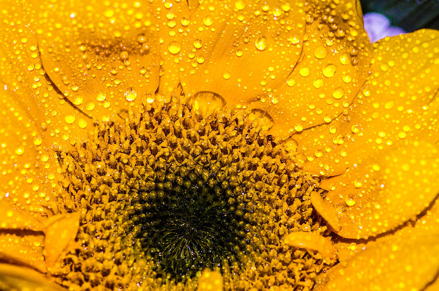 Wet sunflower Photograph by Gerald Kloss