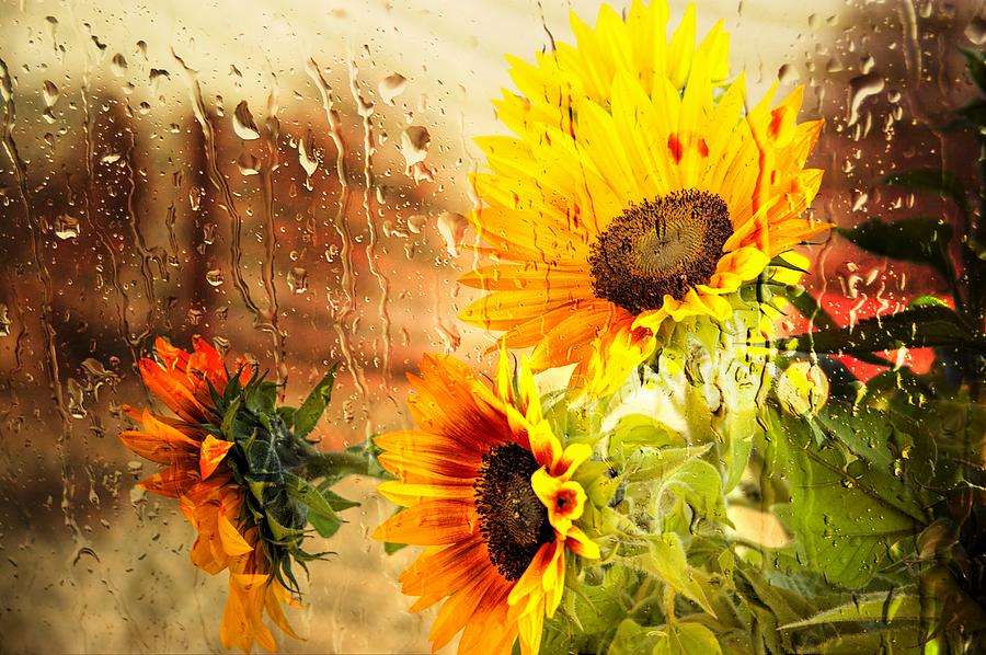 Wet Sunflowers Photograph by Michael Hope