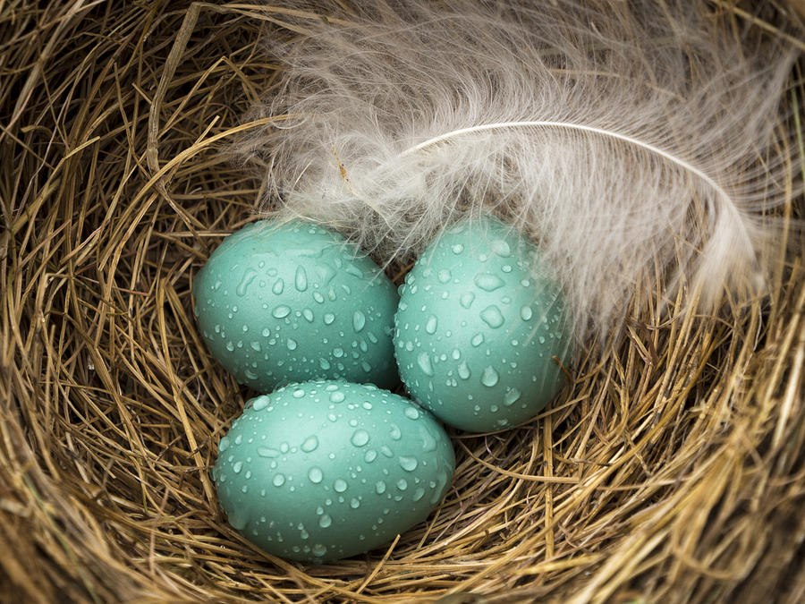 Wet Trio of Robins Eggs Photograph by Jean Noren