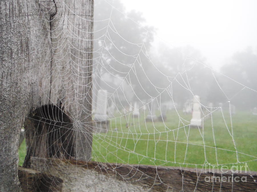 Wet Web Of Life Photograph by Paddy Shaffer