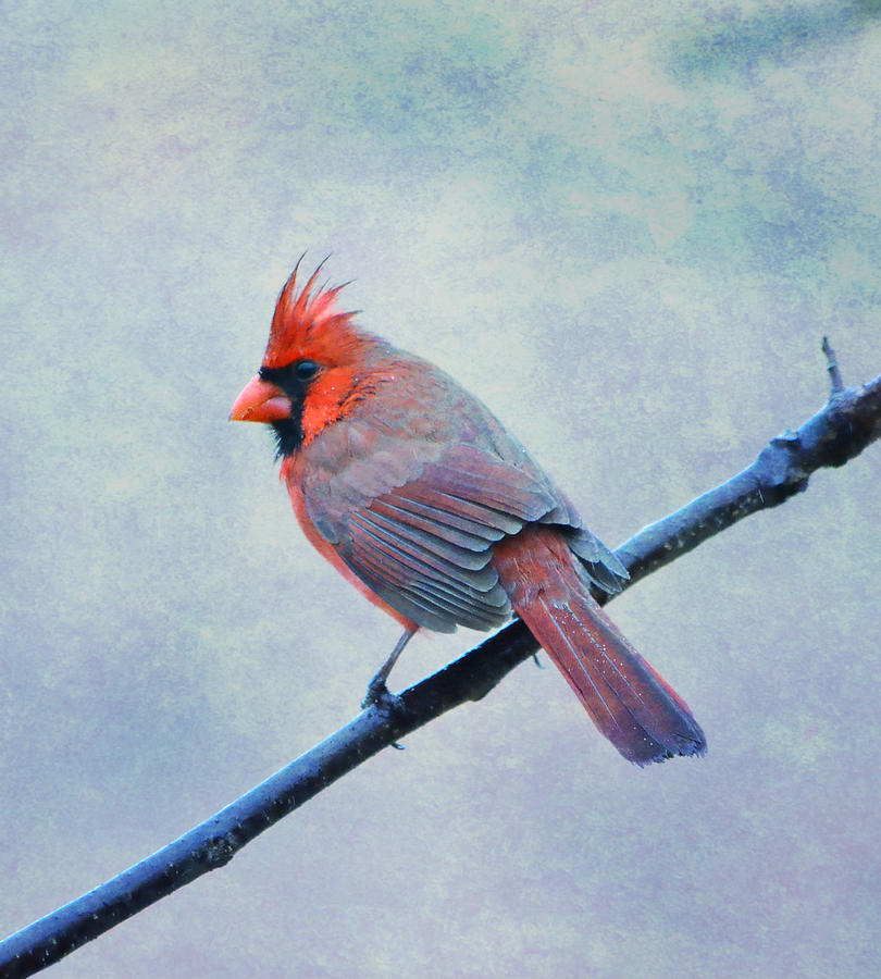 Cardinal Photograph - Wet Winter Blues by Deena Stoddard