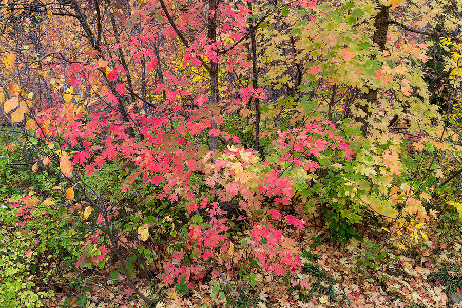 Wet Woods in Autumn Photograph by Kathleen Bishop