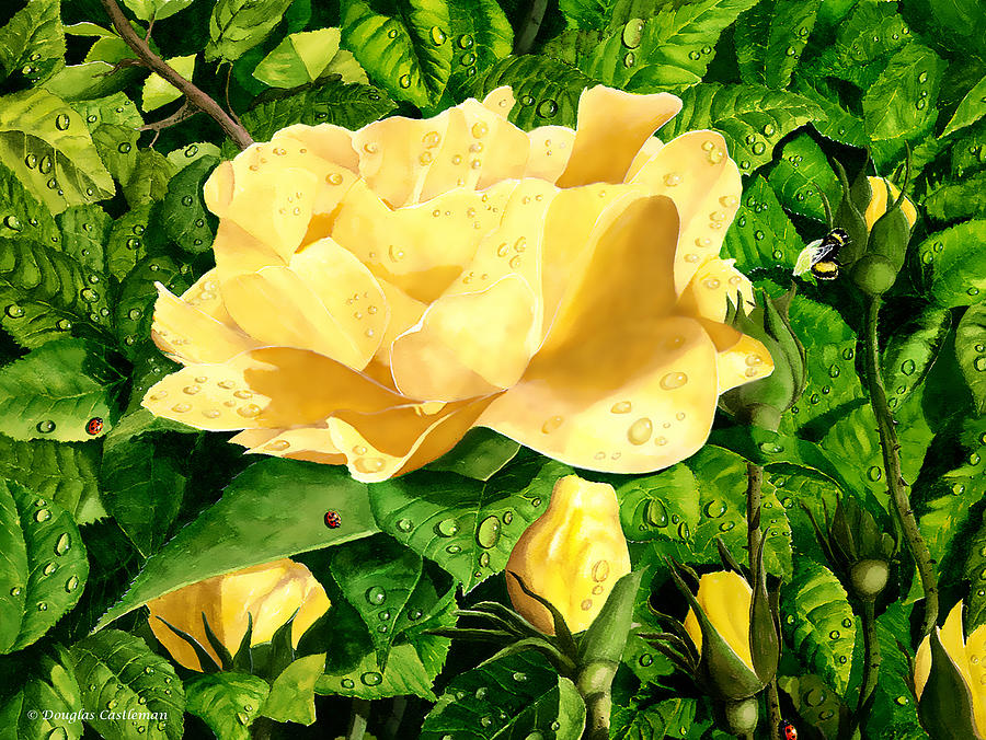 Wet Yellow Rose Painting by Douglas Castleman