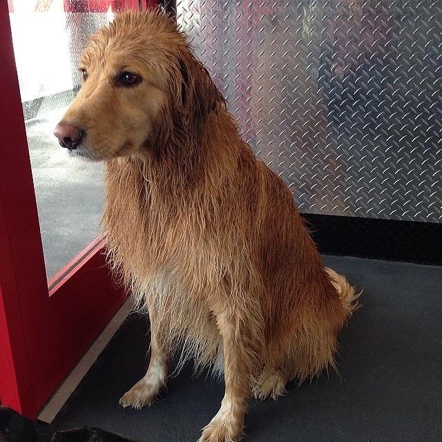Bathtime Photograph - #wetdog #bathtime by Beth H