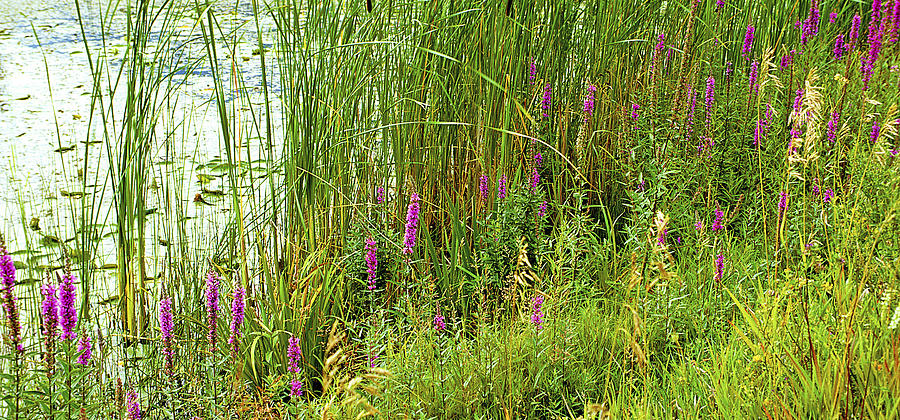 Wetland Bog Adirondack Mountains Poster Image Photograph by A Macarthur ...