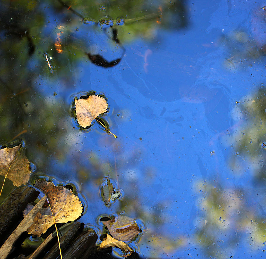 Fall Photograph - Wetland Fall 10 by Mary Bedy