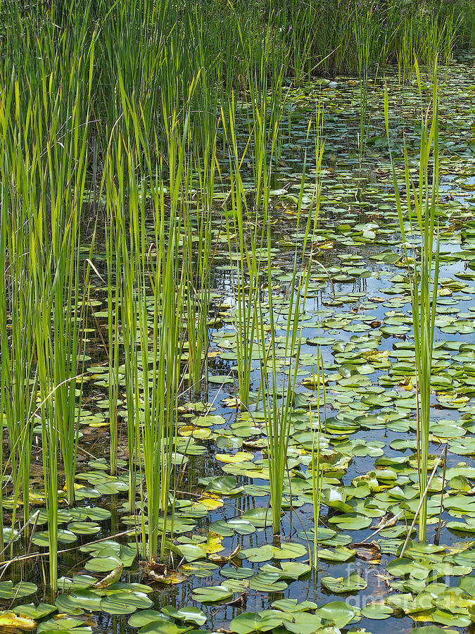 Nature Photograph - Wetland Green by Ann Horn