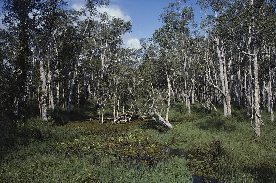 Wetland In Australia Photograph by A.b. Joyce