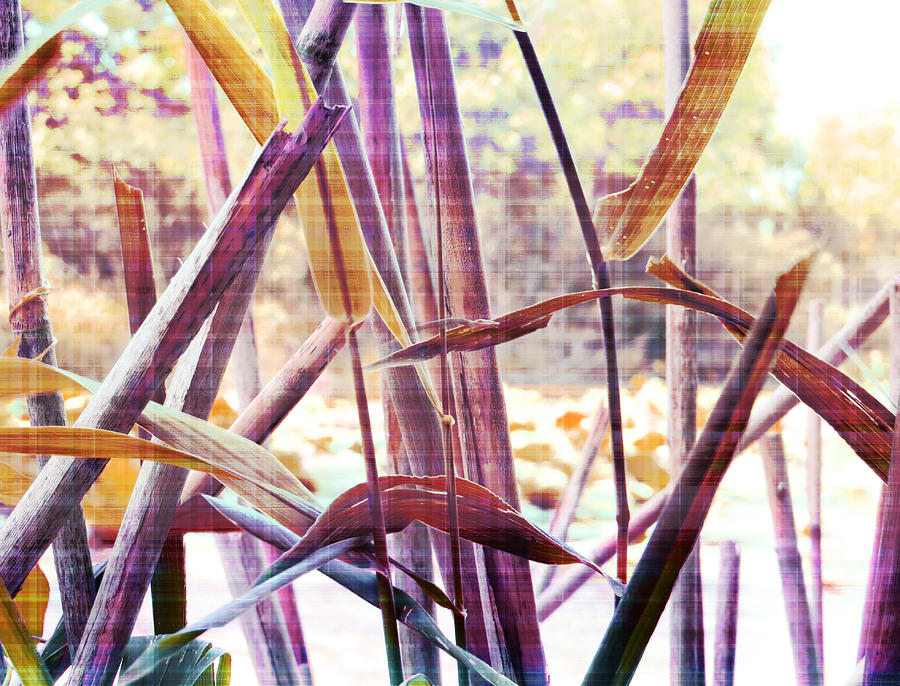 Wetland Reeds - Surreal Color Photograph by Shawna Rowe