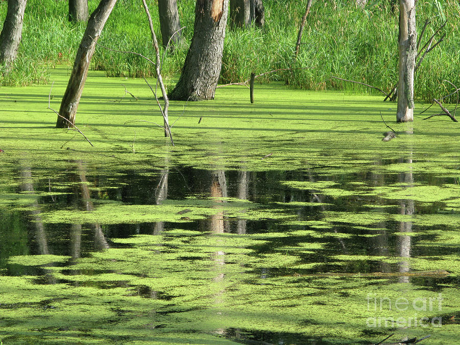 Wetland Reflection Photograph by Ann Horn