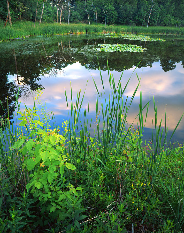 Wetland Serenity Photograph by Ray Mathis