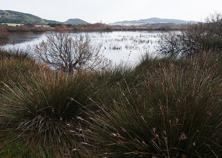 Mediterranean wetlands of Lluriach in Minorca island - Wetland series Freedom at silence Photograph by Pedro Cardona Llambias