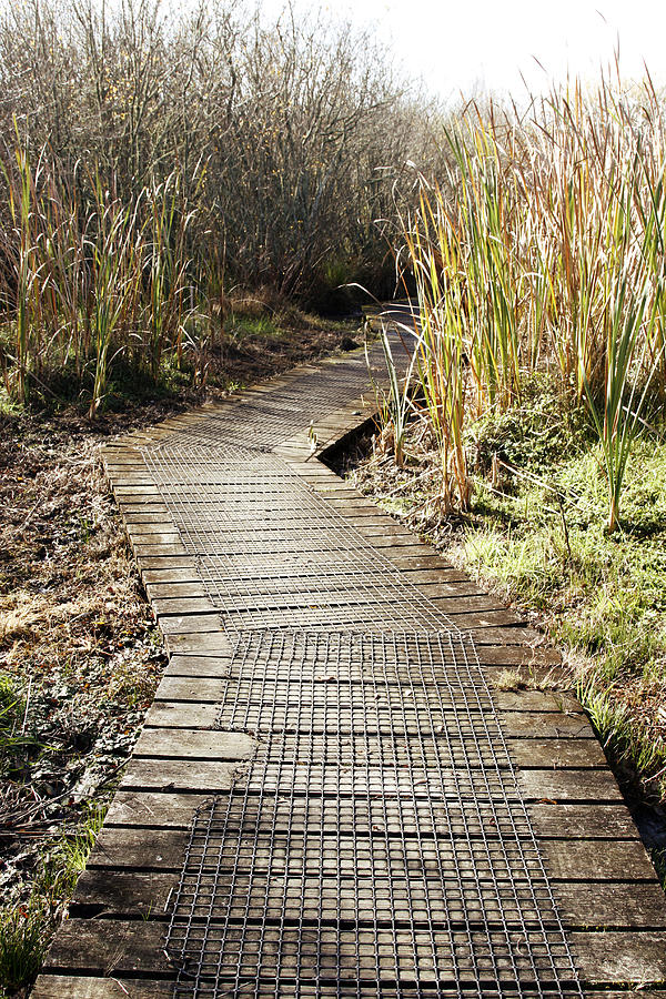 Nature Photograph - Wetland walk by Les Cunliffe