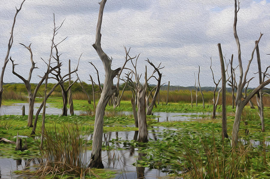 Wetlands Photograph