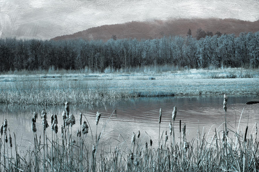 Wetlands Photograph by Bonnie Bruno