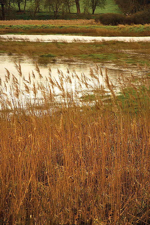 Wetlands Photograph by David Davies