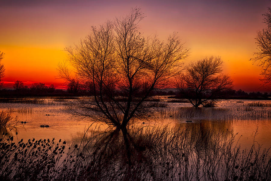 Sunset Photograph - Wetlands Dawn by Kathleen Bishop