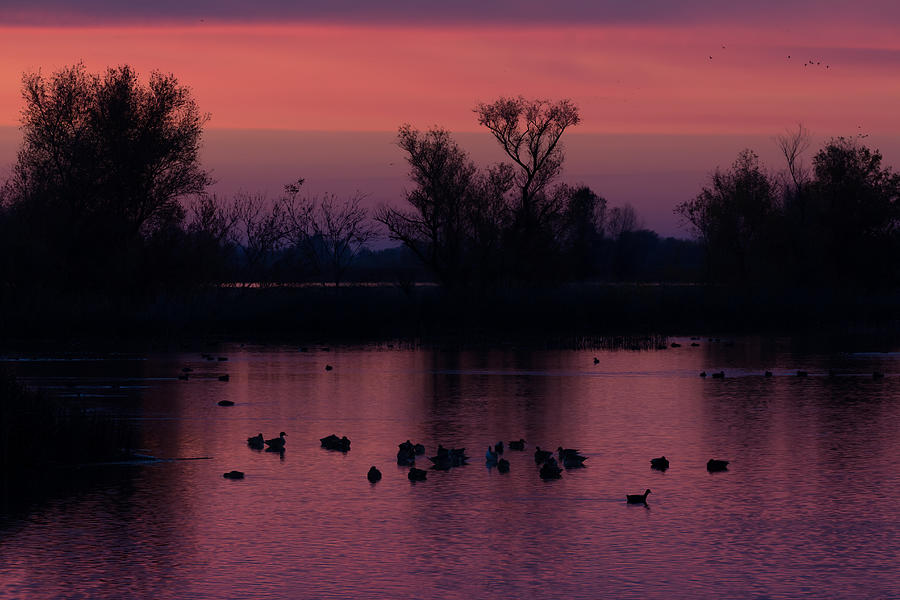 Wetlands Dream Photograph by Kathleen Bishop