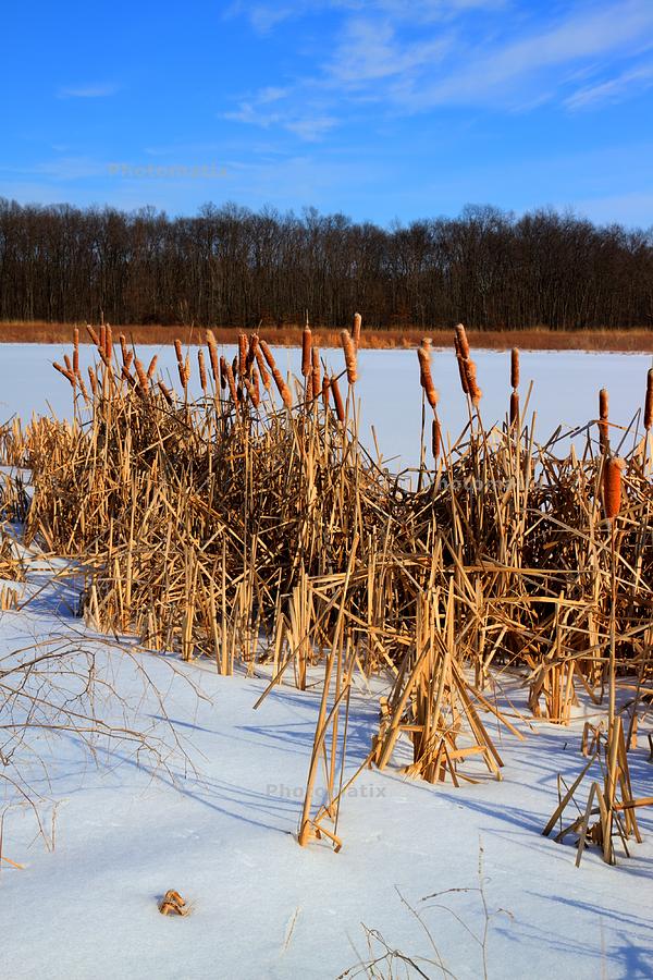 Wetlands in Winter Photograph by Haren Images- Kriss Haren