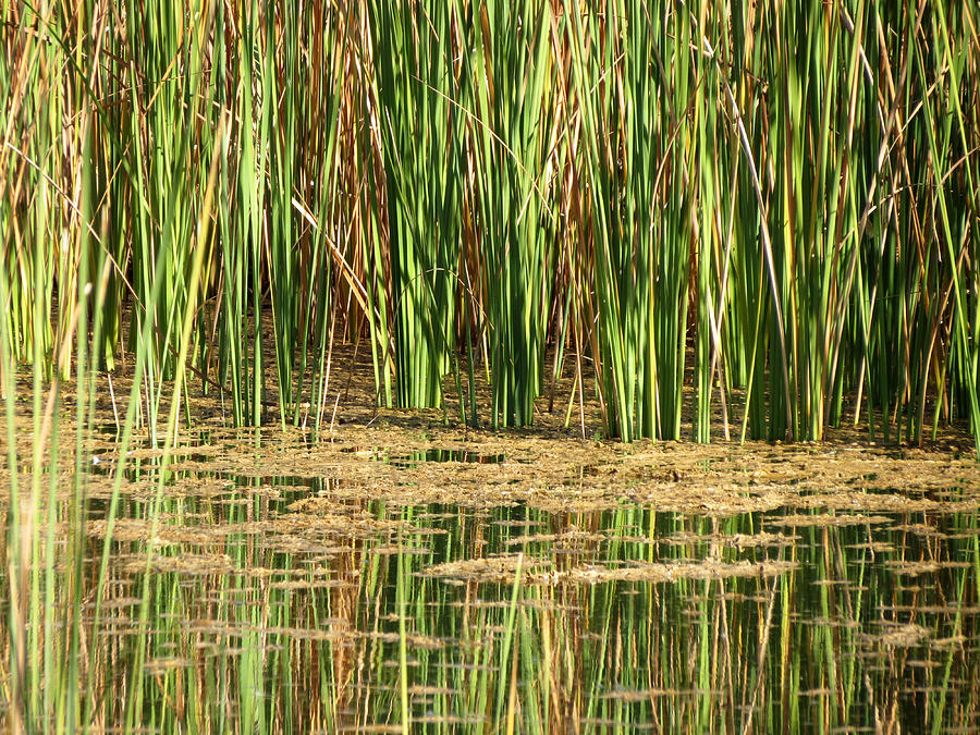 Wetlands Photograph by Laurel Powell