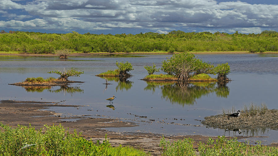 Wetlands on Merritt Island Photograph by Phil Jensen