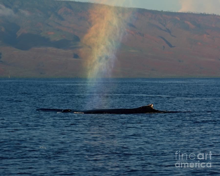 Whale-8-Leprechaun Photograph by Patrick Witz