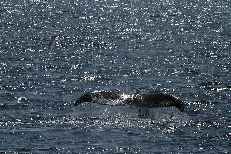 Whale Action Photograph by Karol Livote