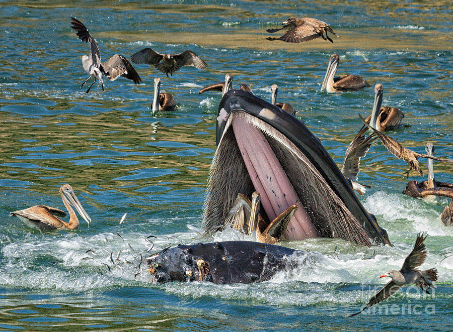 WHALE almost eating a PELICAN Photograph by Alice Cahill