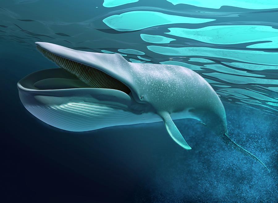 Whale, Artwork Digital Art by Leonello Calvetti