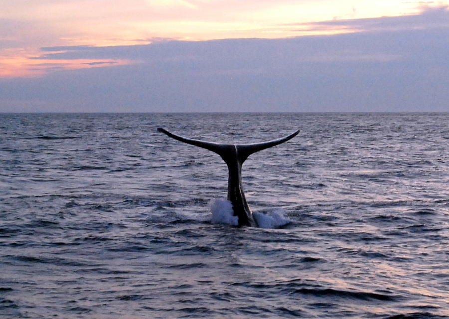 Whale at Sunset Photograph by Caroline Stella