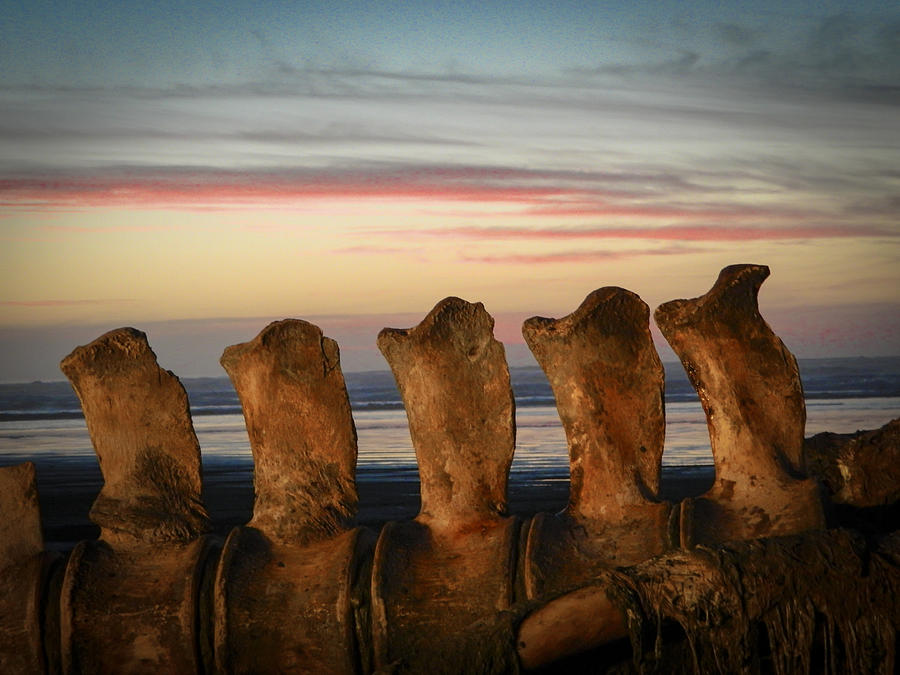 Sunset Photograph - Whale Bones by Shannon West