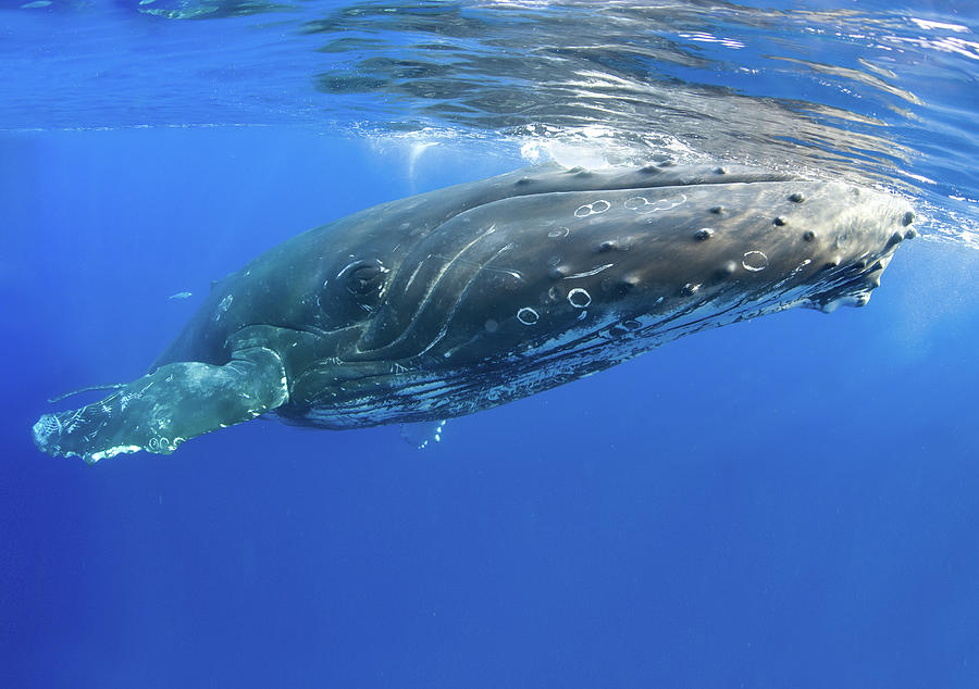 Whale Close Up Photograph by M Swiet Productions