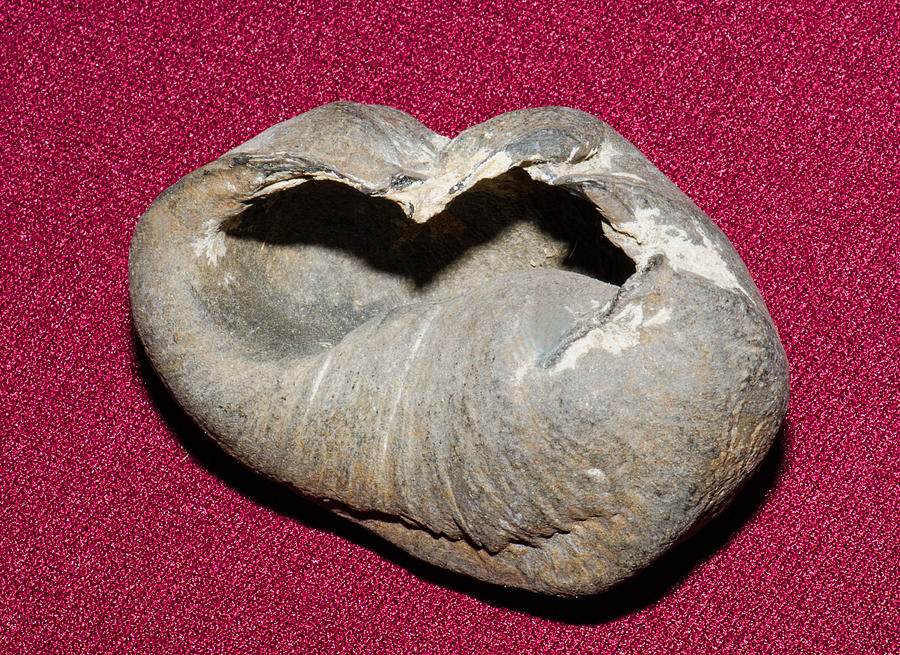 Whale Ear Bone Fossil Photograph by Millard H. Sharp