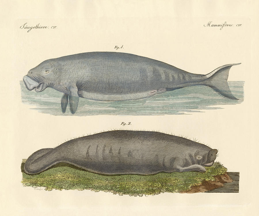 Mammal Drawing - Whale-like animals by Splendid Art Prints